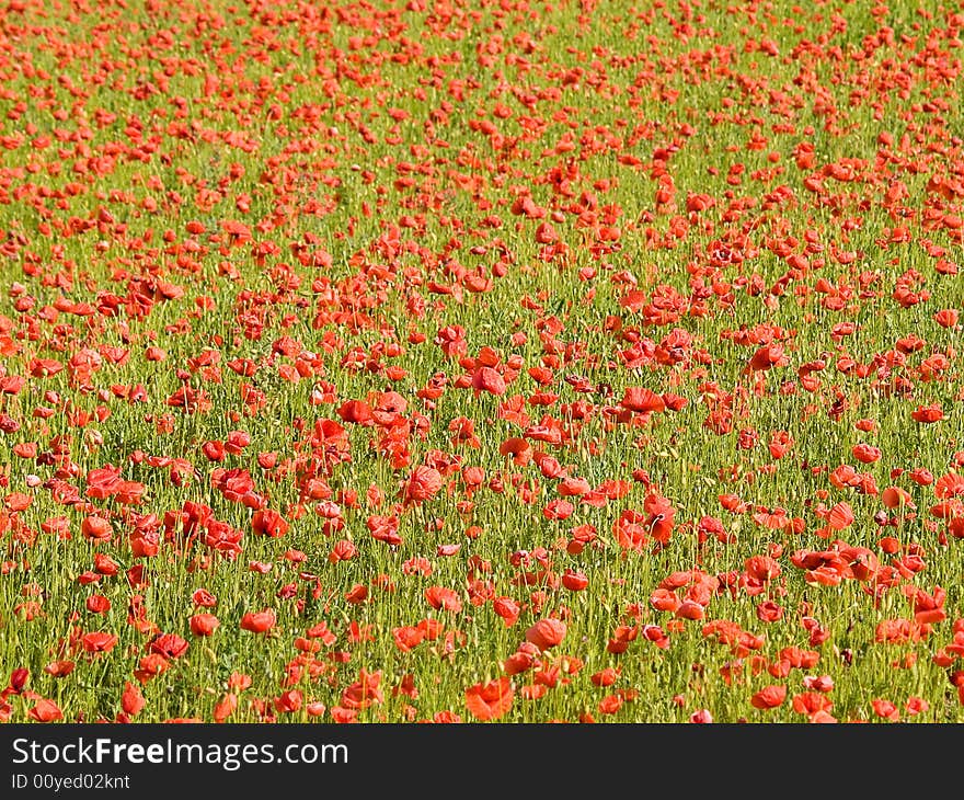 Colorful poppy field in the sunshine