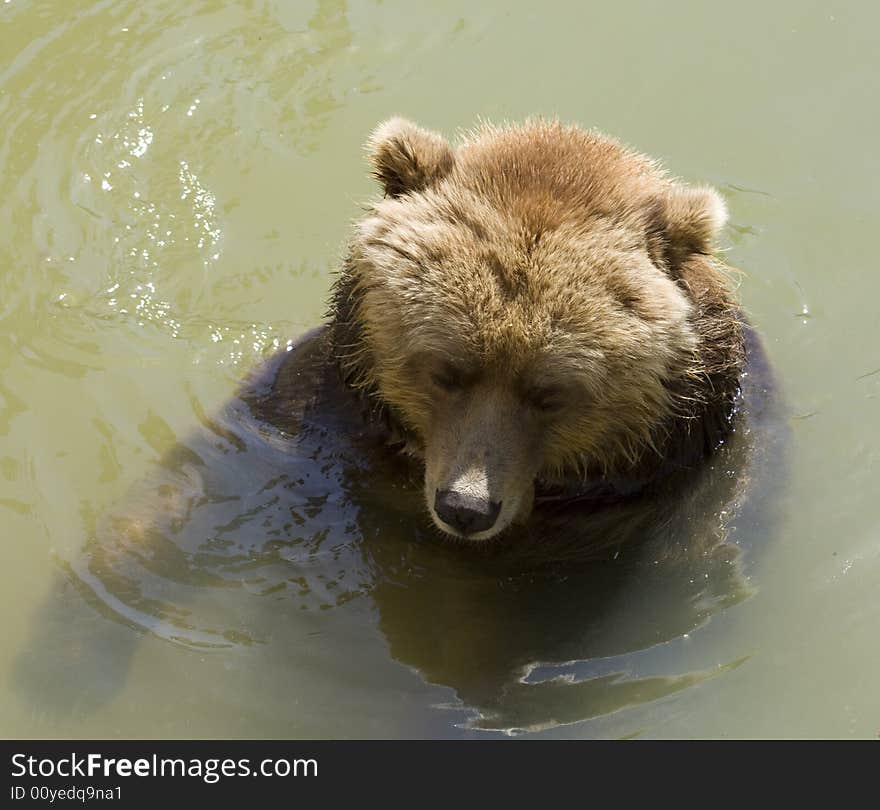 Brown bear swimming in cold water