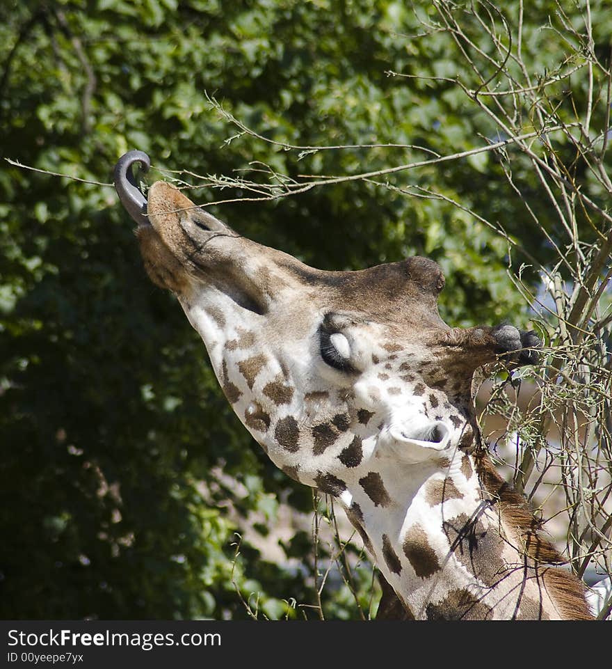 The giraffe eats with language leaves from a tree