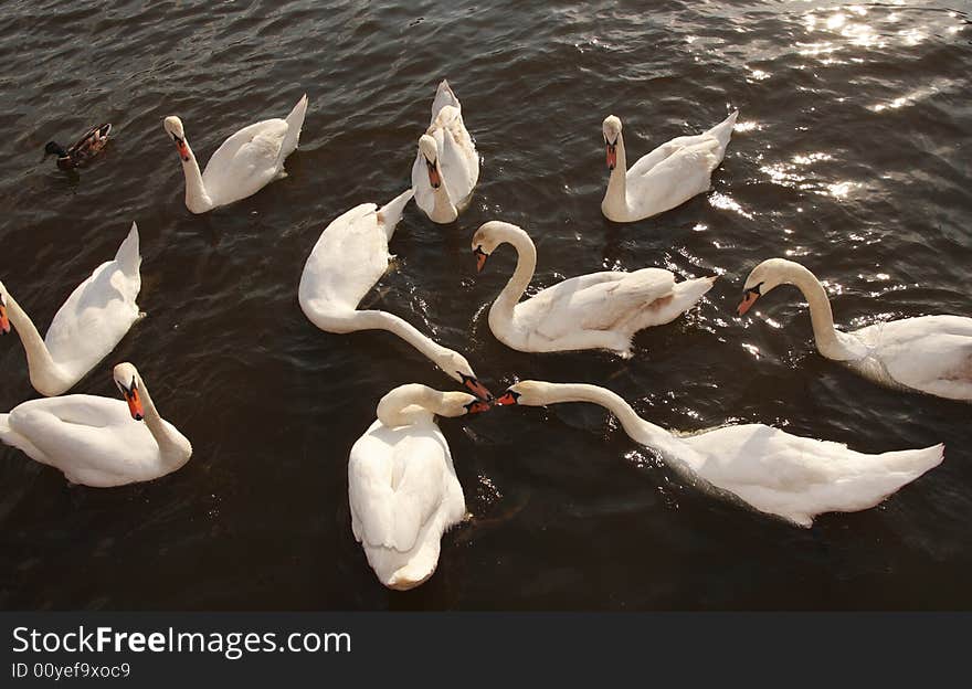 A group of swans fighting over a tasty morsel. A group of swans fighting over a tasty morsel.