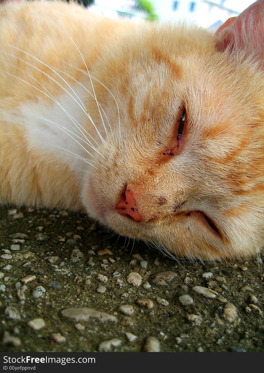 Sunbathing cat