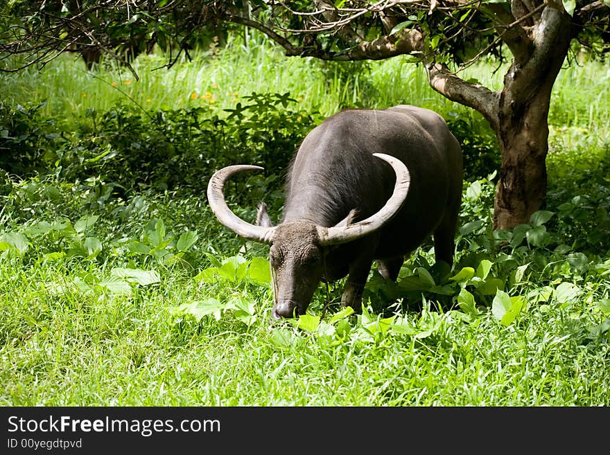 A photo of an ox, eating grass. A photo of an ox, eating grass