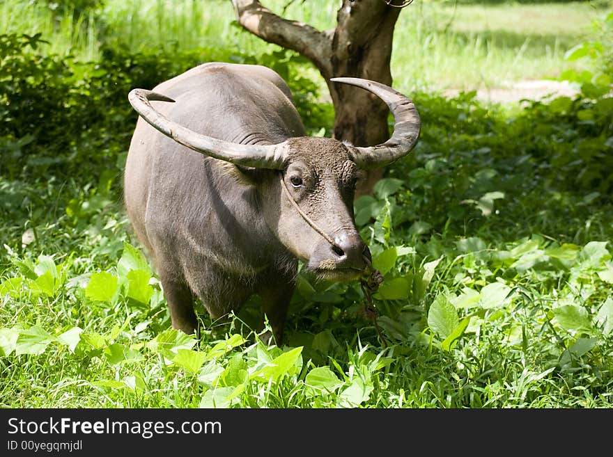 A photo of an ox, eating grass. A photo of an ox, eating grass