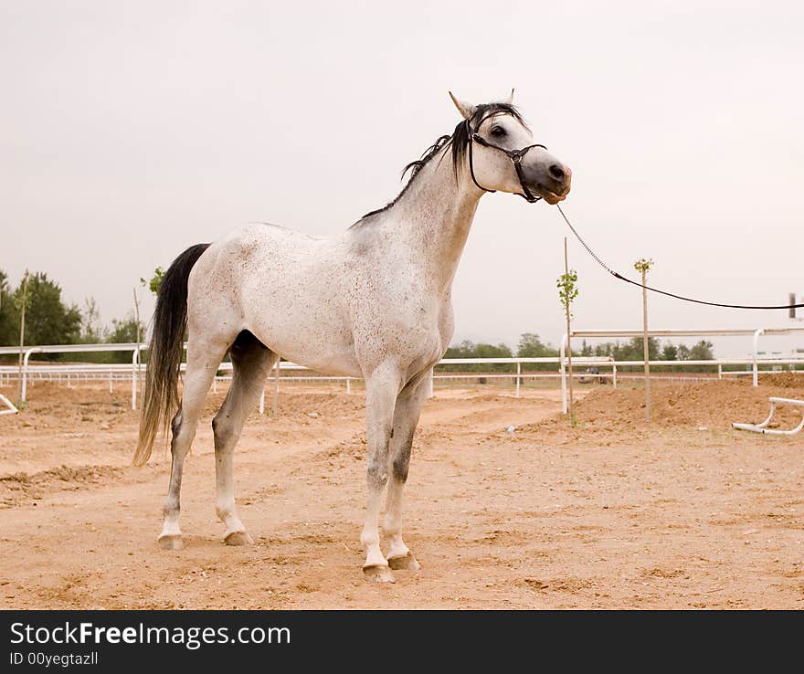 Arab horse in a farm of beijing