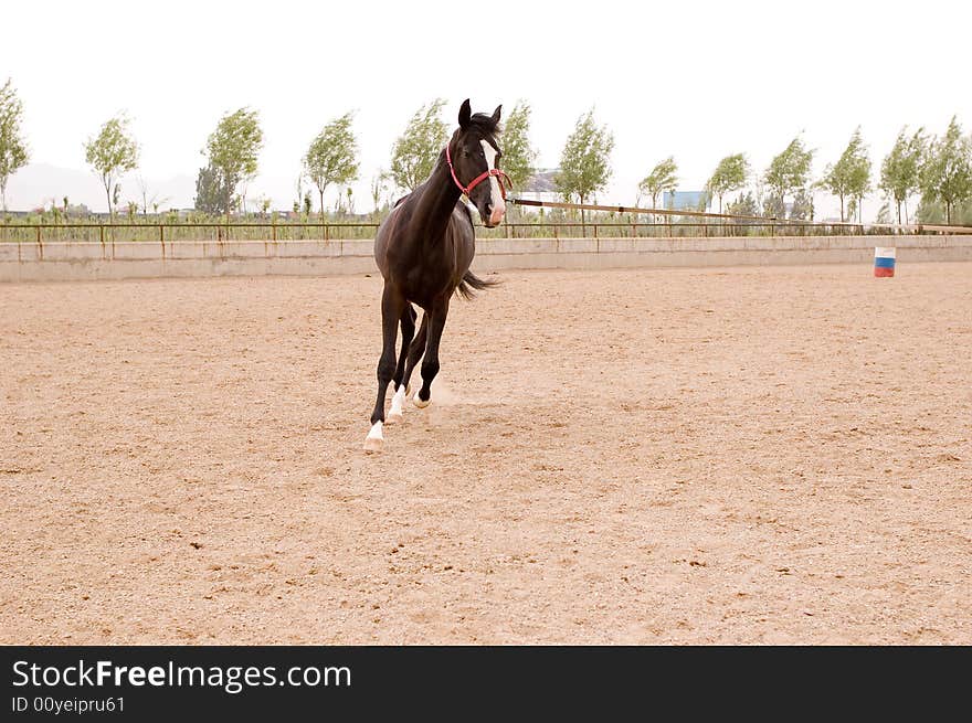 Akhal-teke horse