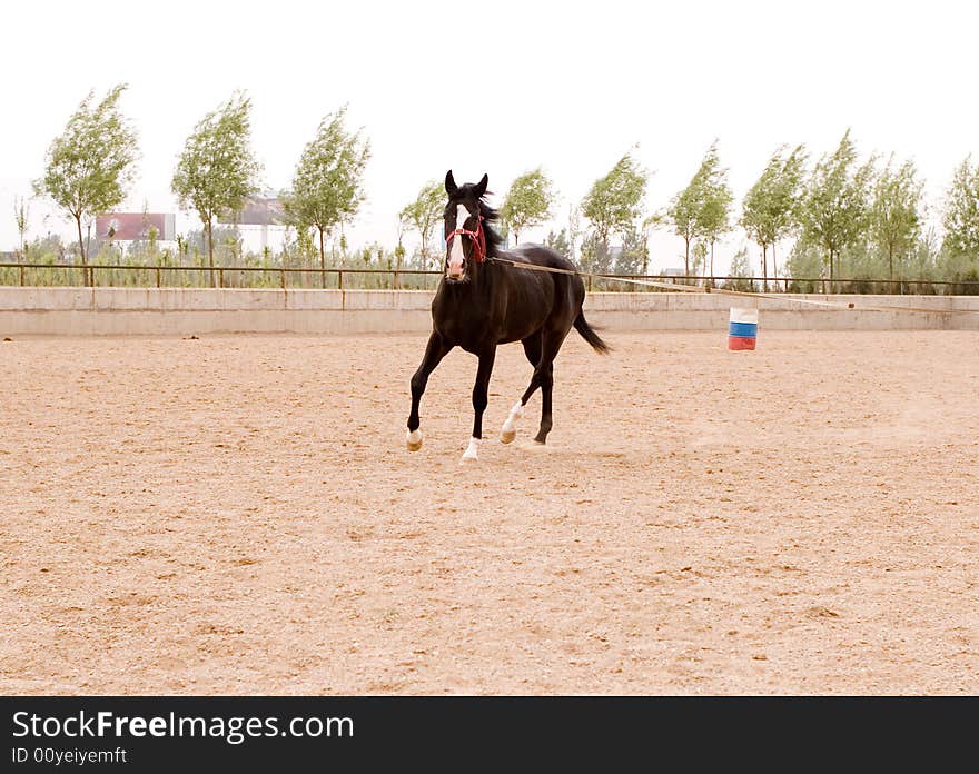 Akhal-teke horse