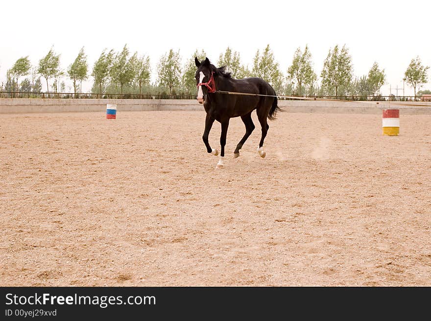 Akhal-teke horse