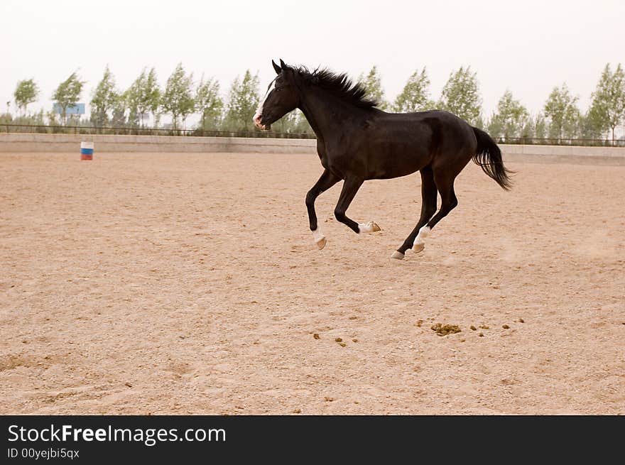 Akhal-teke Horse