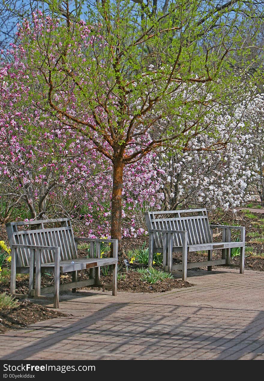 Sitting bench underneath the magnolia trees. Sitting bench underneath the magnolia trees