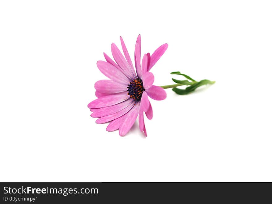 Beautiful pink daisy isolated on a white background