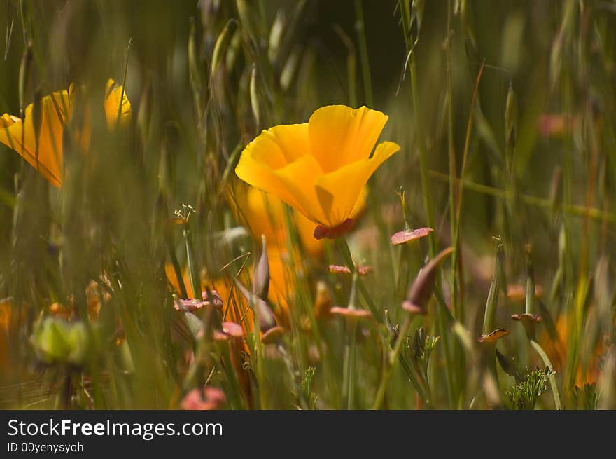 Closeup of field of golden poppies. Closeup of field of golden poppies