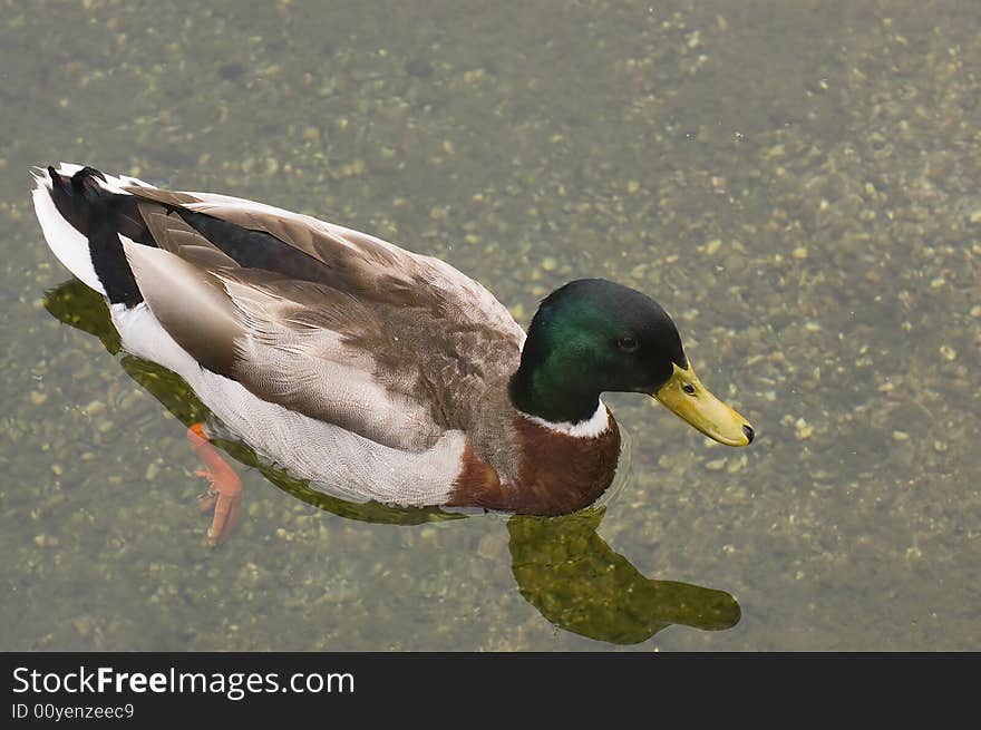 Mallard Duck