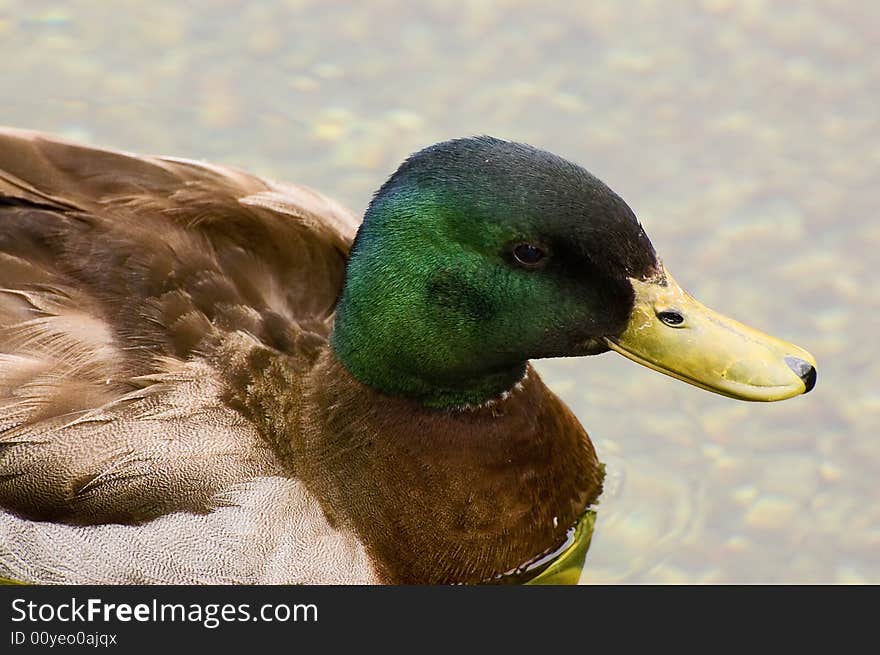 Close up of Male Mallard duck