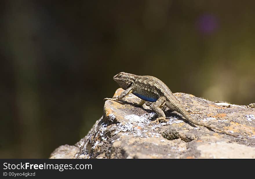 Lizard on Rock