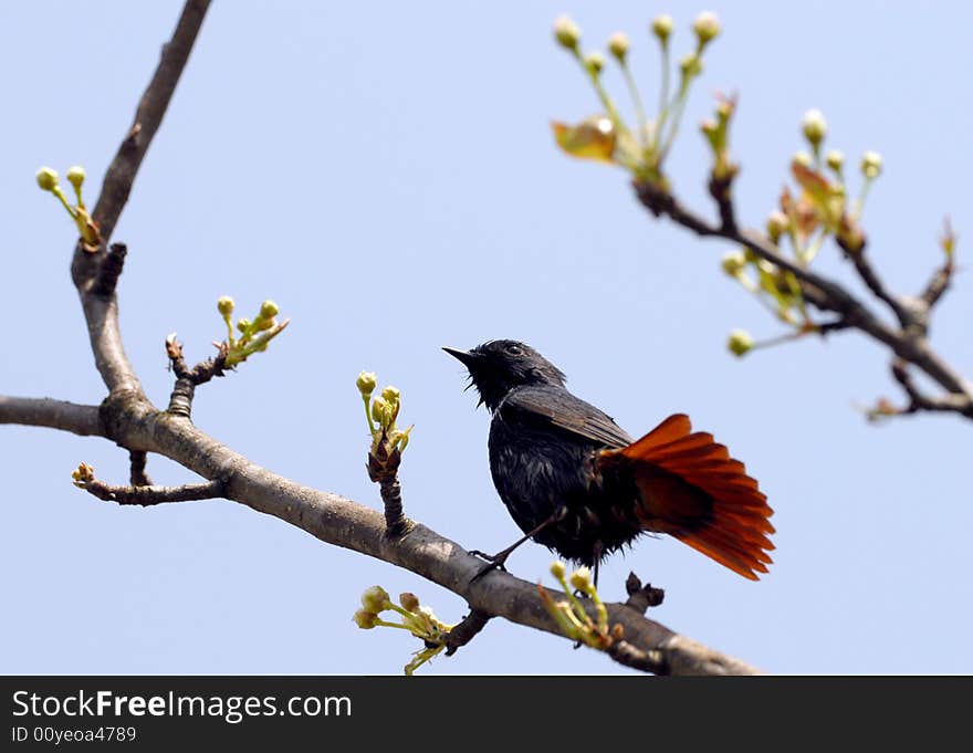 Plumbeous Water-Redstart(Male)