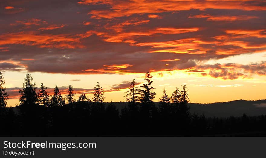 Trees lit by sunset sky. Trees lit by sunset sky