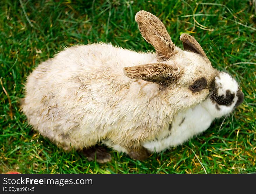 Two Netherland Dwarf bunnies attached together on the grass. Two Netherland Dwarf bunnies attached together on the grass