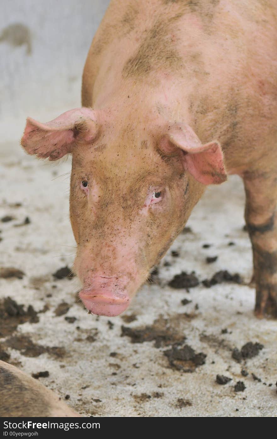 Female pigs in an enclosure. Female pigs in an enclosure