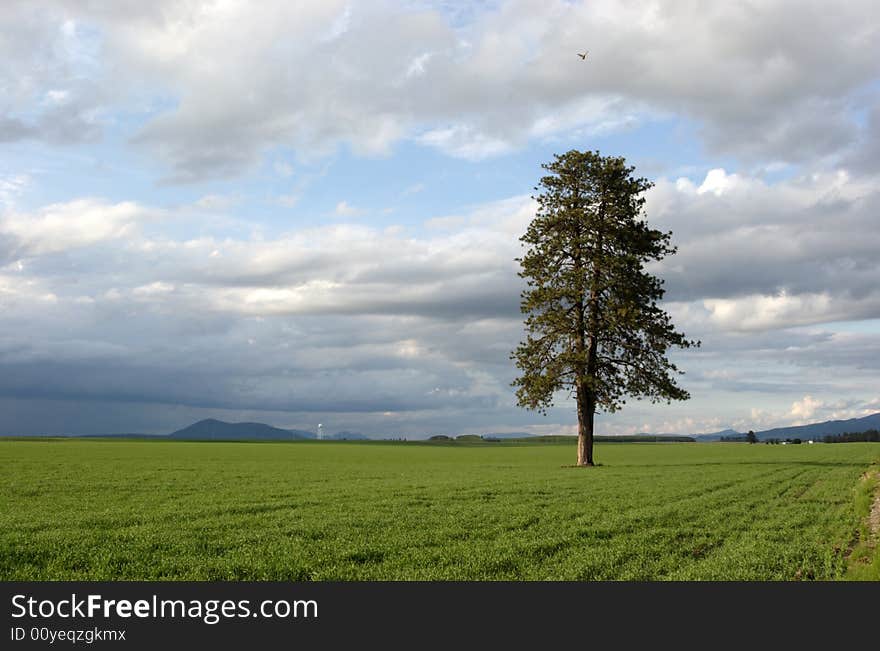 A lone tree stands tall in the middle of a farm field. A lone tree stands tall in the middle of a farm field.