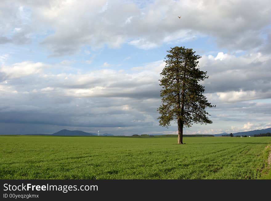 Tree in a farm field.