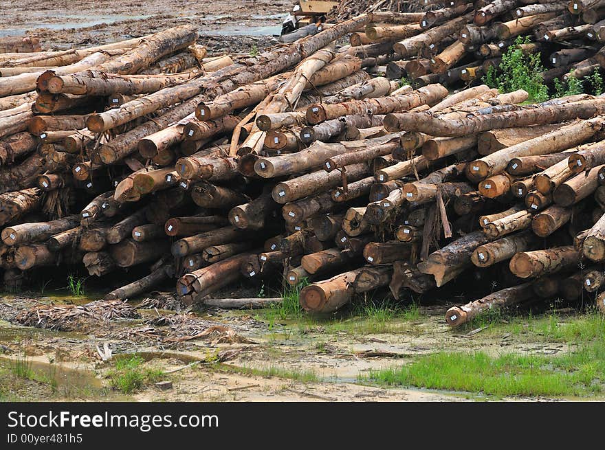 At a timber factory in Asia. At a timber factory in Asia