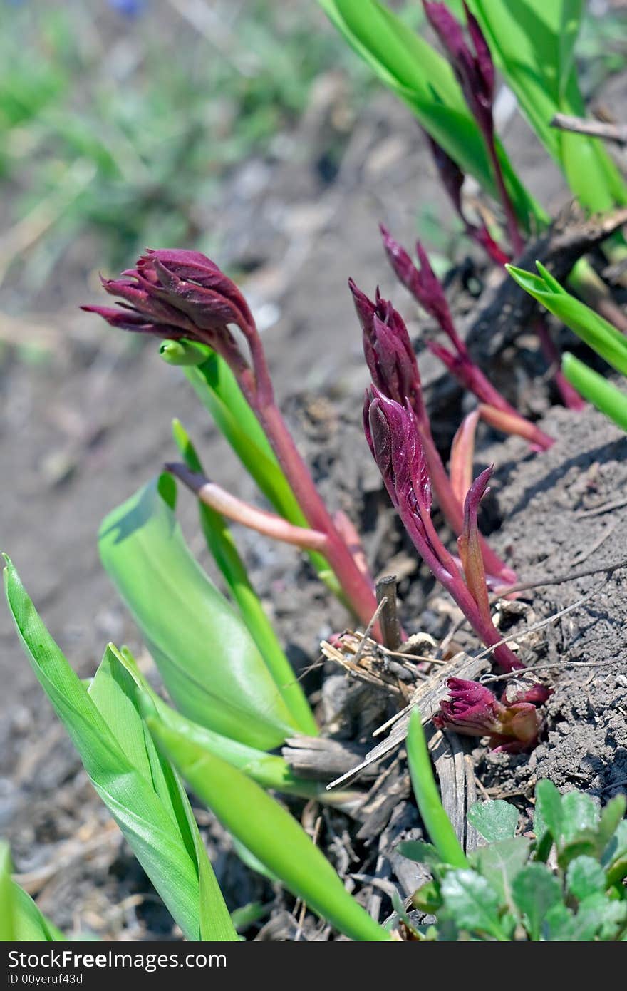 Young Leaves Of Plants