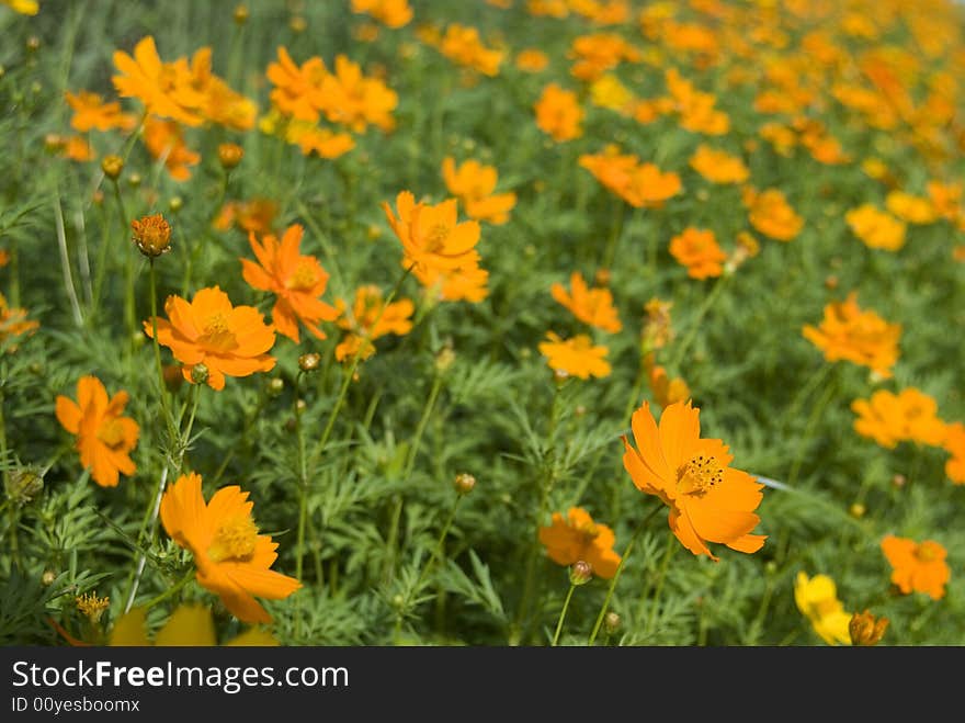 Field with orange flowers