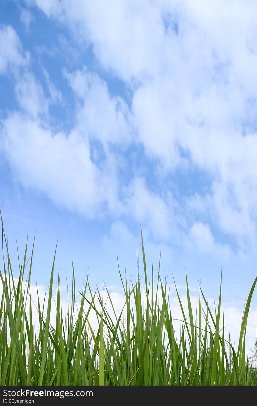 Green grass on a background of the blue sky with white clouds.