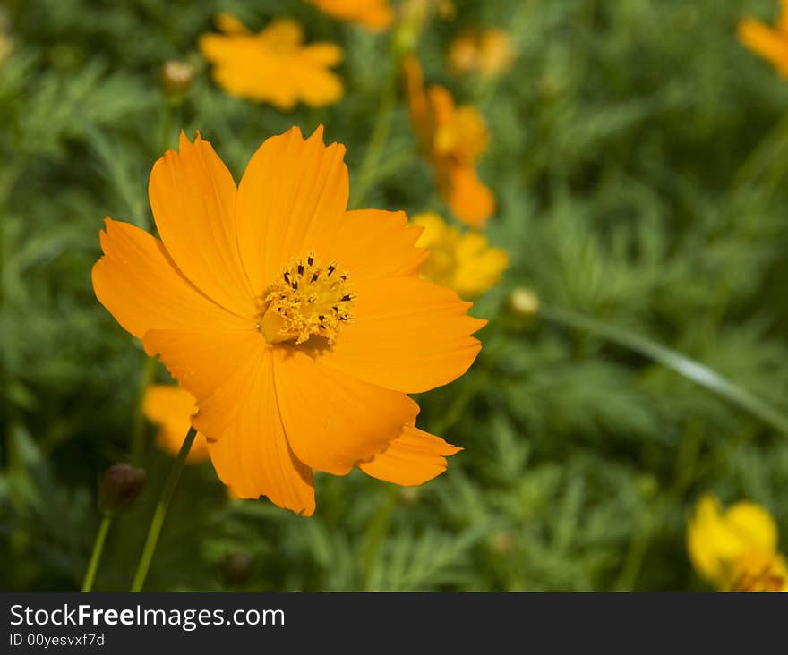 Orange flower on a green background. Shallow depth of field with only one flower in focus.