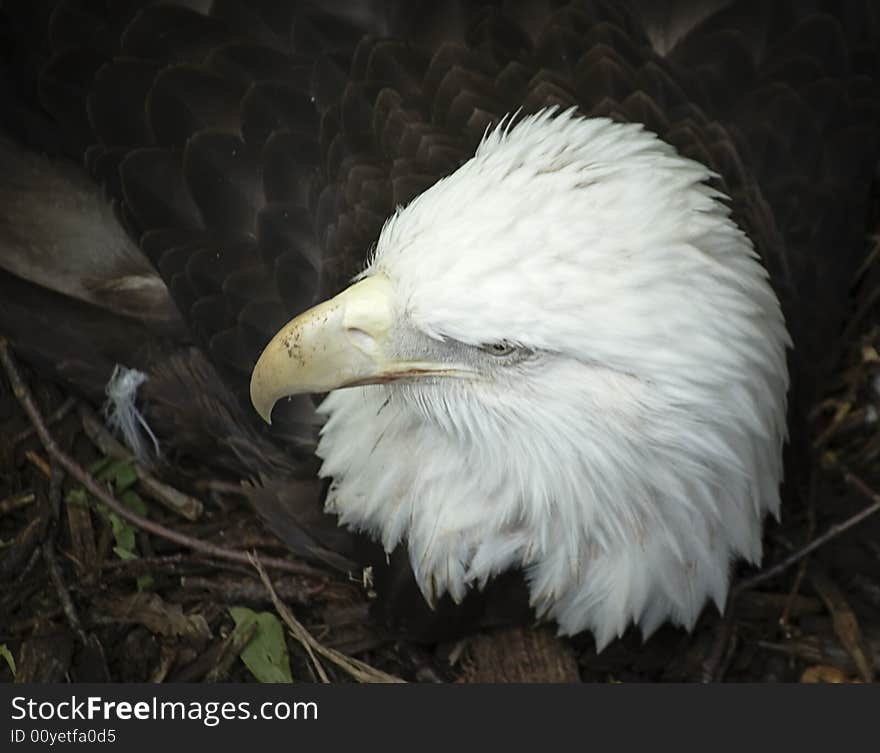 I caught this eagle on her nest at the zoo. I shot some more photos of her moving the eggs around, but they ended up blurred. I caught this eagle on her nest at the zoo. I shot some more photos of her moving the eggs around, but they ended up blurred.