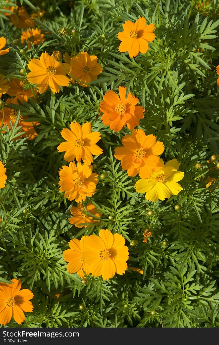 Orange and yellow flowers with green leaves.