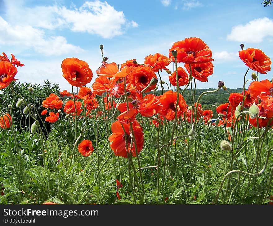 Blooming red poppies on the background of clouded sky