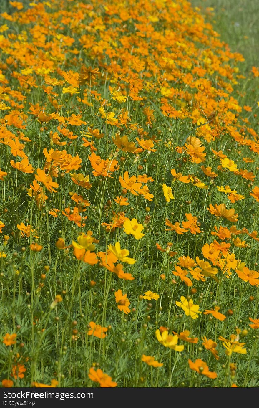 Lots of orange flowers on a green field. Shallow depth of field with the background flowers out of focus. Lots of orange flowers on a green field. Shallow depth of field with the background flowers out of focus.