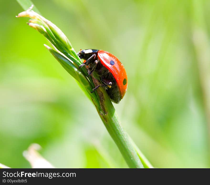 Close-up ladybird on blade, on green grass background