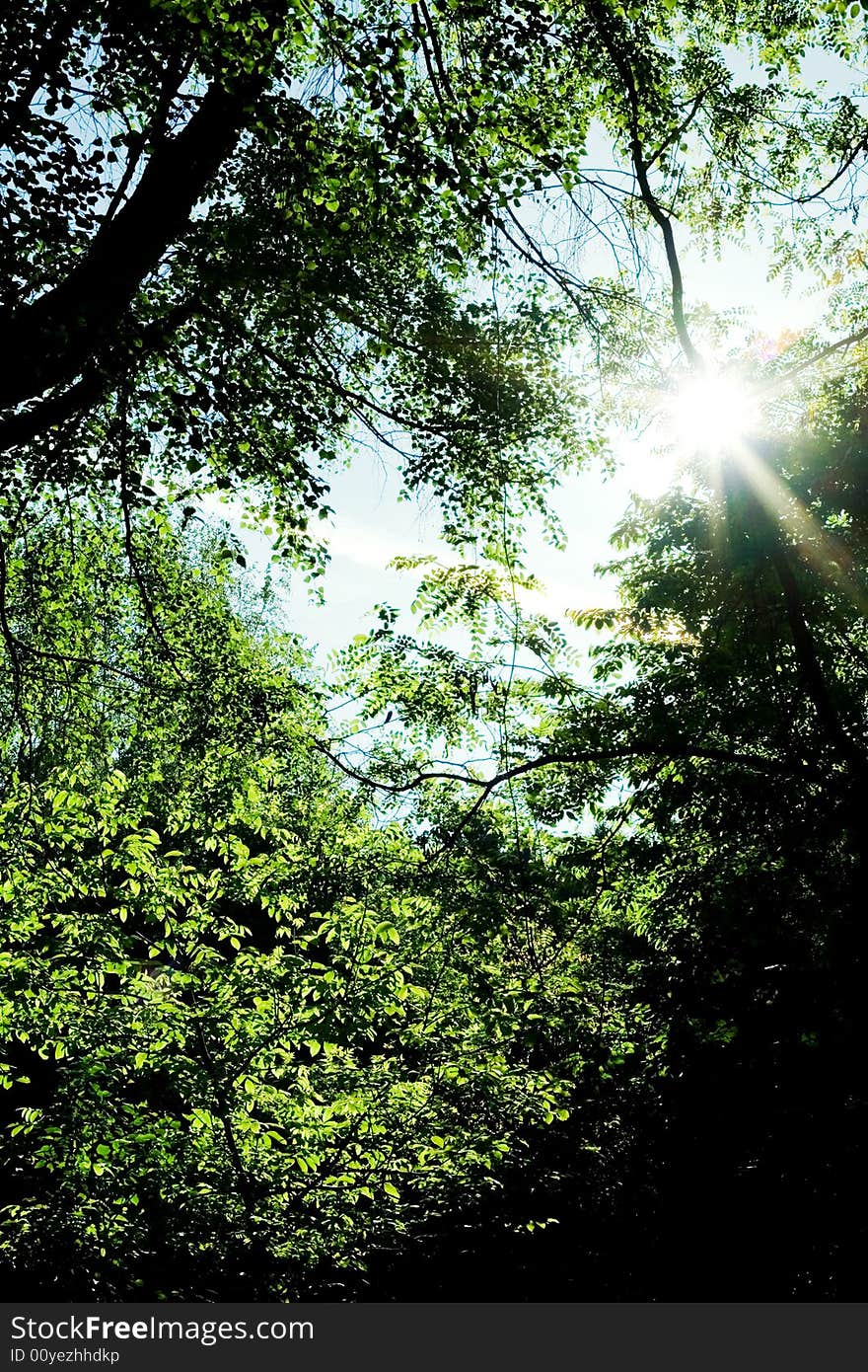 Sunlight in forest