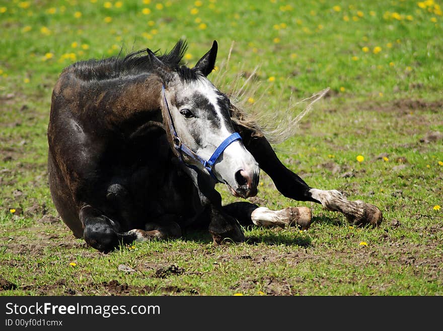 Hors lie on a grass. Hors lie on a grass