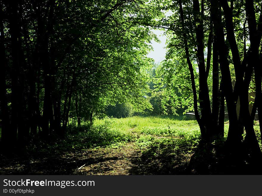 An image of a green plant in a forest