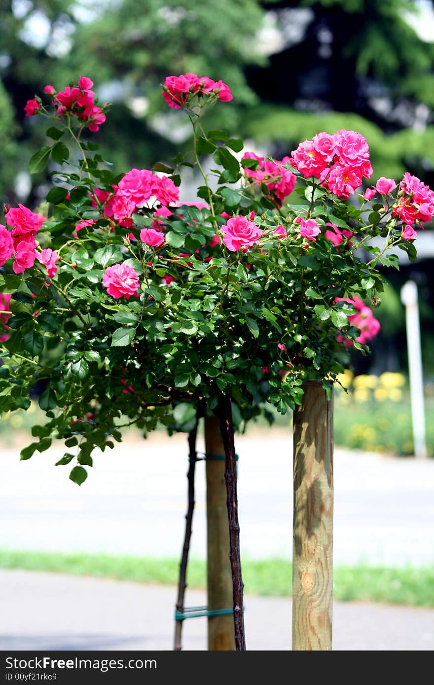 Red rose on the stalk