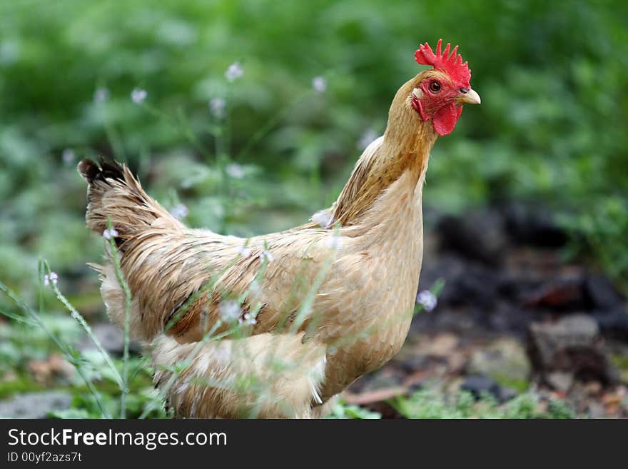 A hen is looking for the foods