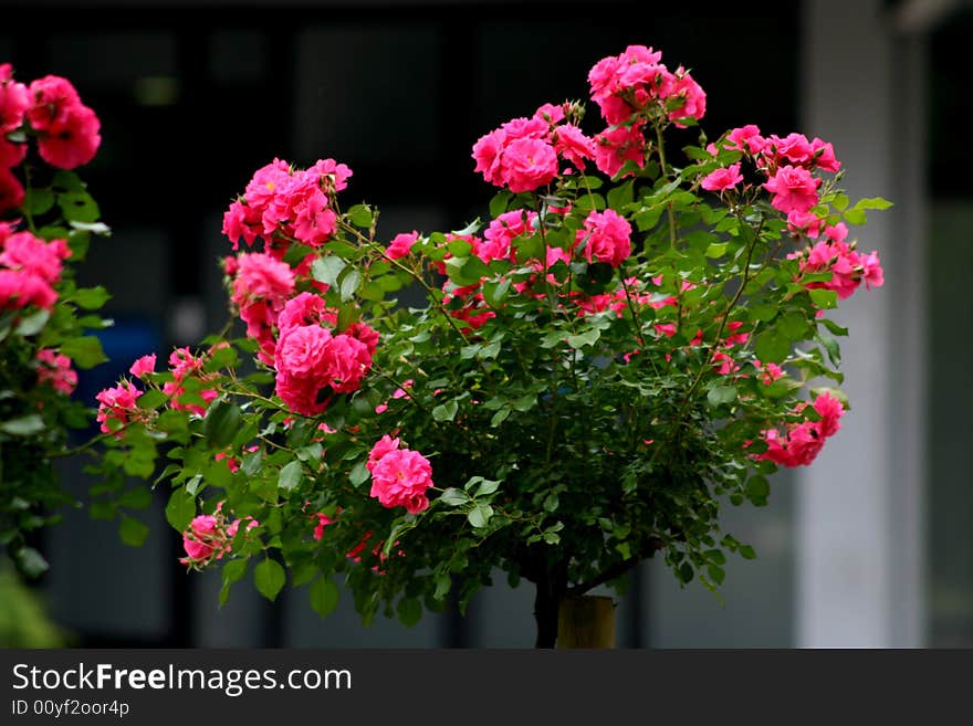 Red rose on the stalk