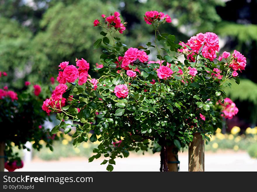 Red rose on the stalk