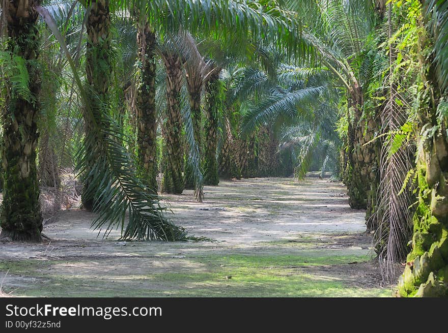 At an oil palm estate. At an oil palm estate