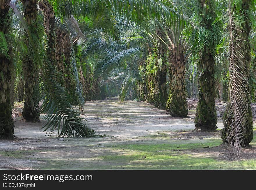 At an oil palm estate. At an oil palm estate