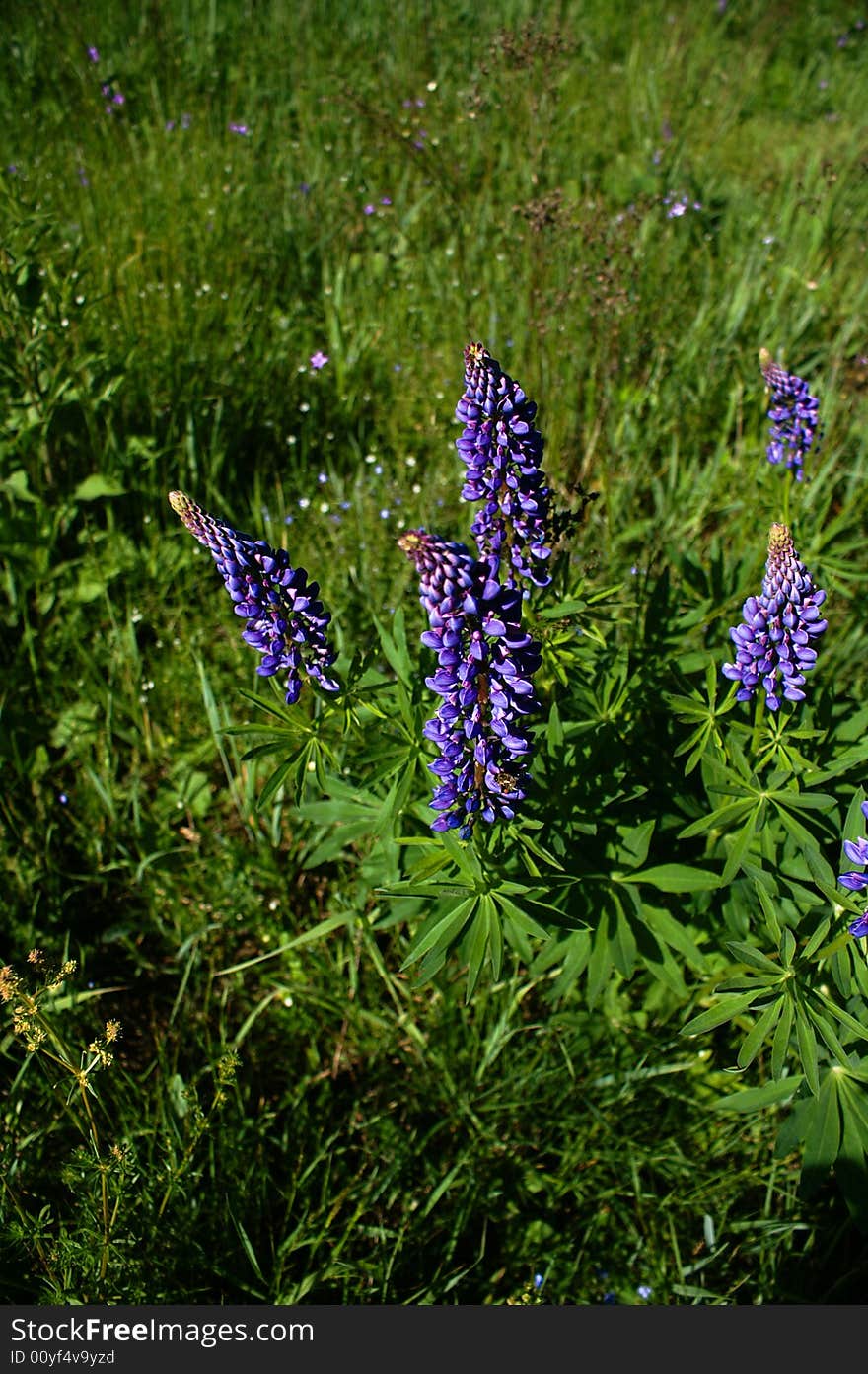 Blue lupines against green background. Blue lupines against green background