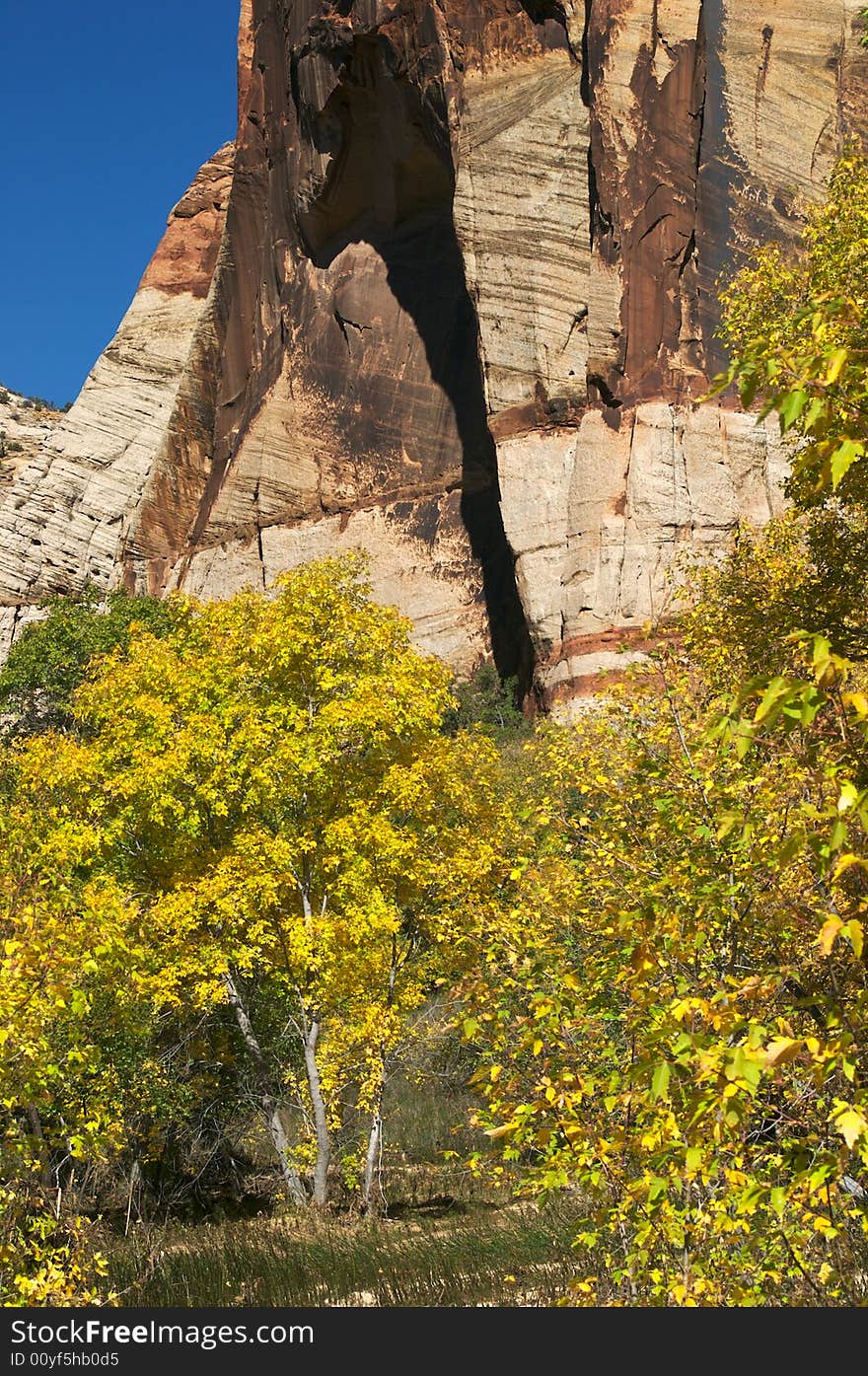 Color full Leaf change in front of cliff in Escalante, Utah.