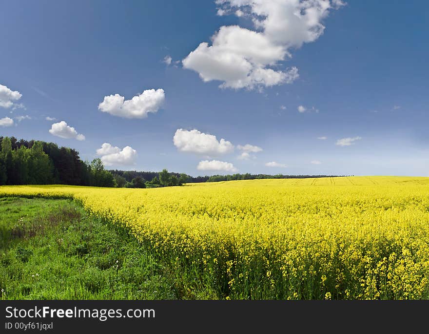 Blossoming  a rape field and blue sky. Blossoming  a rape field and blue sky