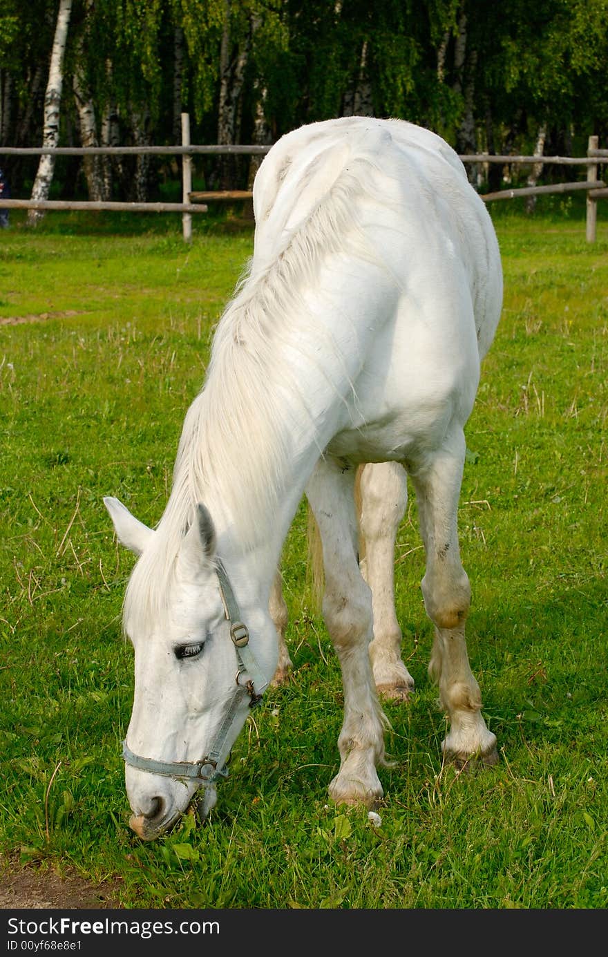 A white horse eating grass