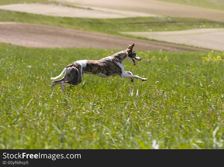 Whippet hunting