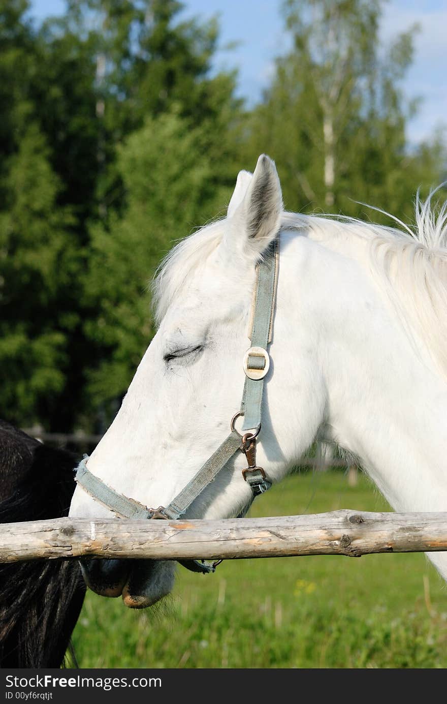 Head Of A White Horse