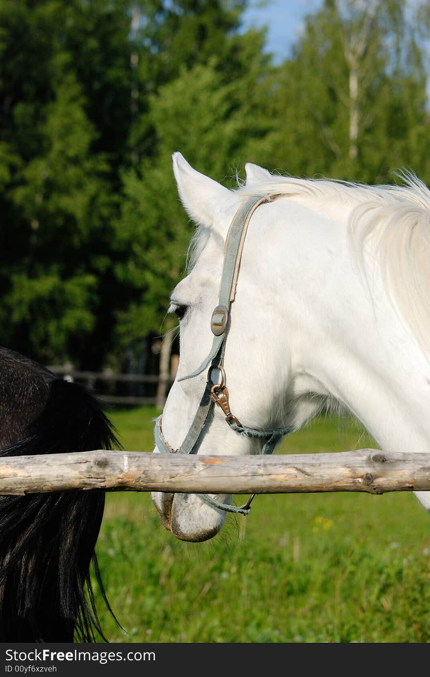 A close-up of a white horse. A close-up of a white horse